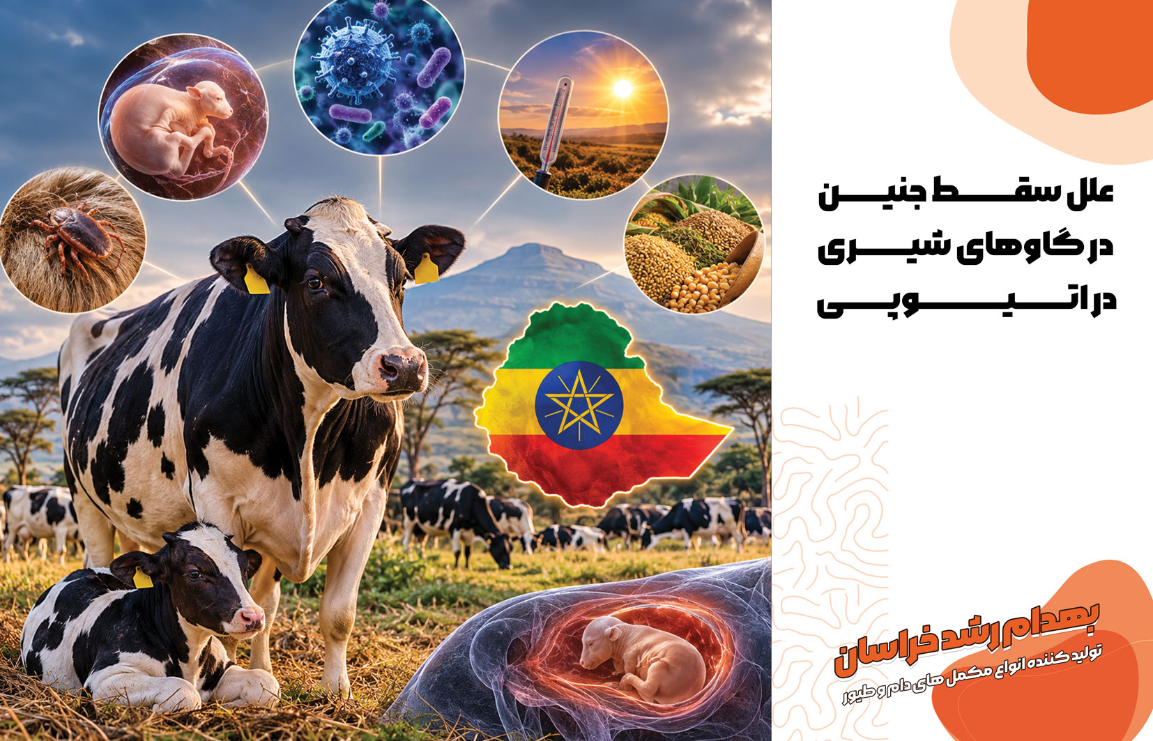 سقط گاو آبستن، بیماریهای تولیدمثلی گاو، بروسلوز گاوی، نئوسپوروز گاوی، اسهال ویروسی گاو، IBR، مدیریت تولیدمثل گاو شیری، پیشگیری از سقط در دامداری