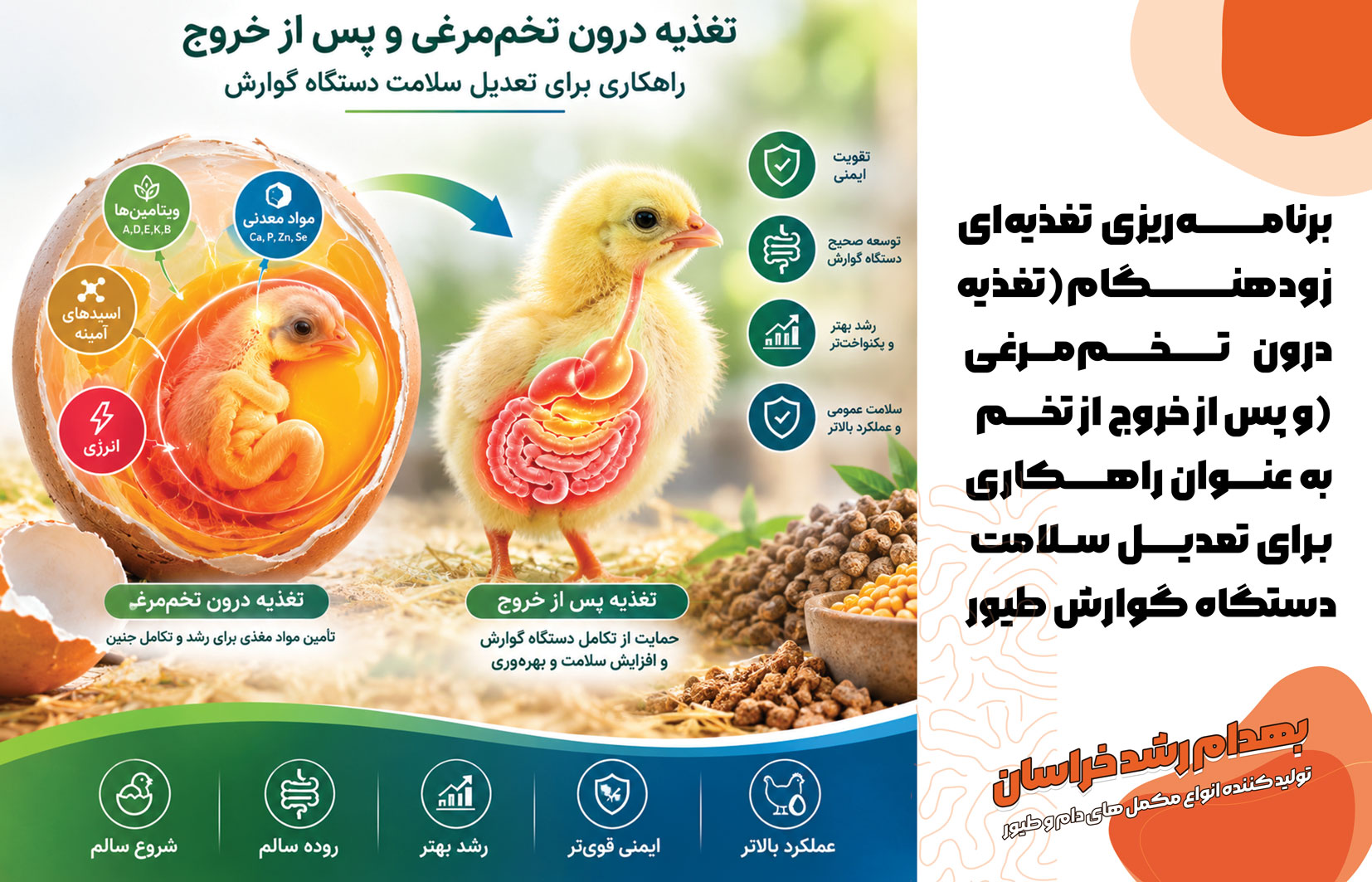 ستگاه گوارش جوجه در روزهای ابتدایی پس از خروج از تخم، با وجود آغاز تغییرات ساختاری و مولکولی در مراحل پایانی جنینی، هنوز از نظر عملکردی در حال تکامل است. 