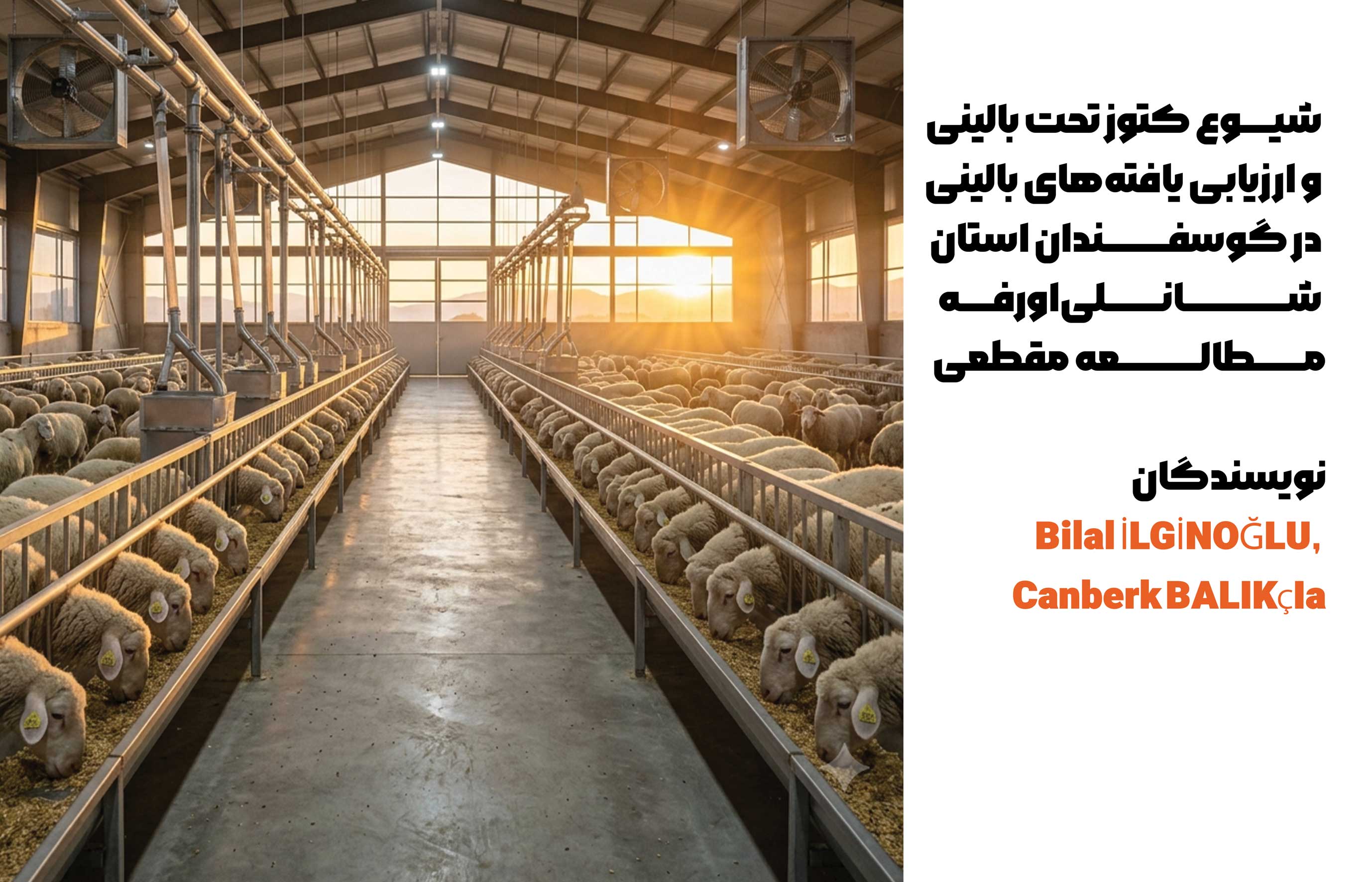 کتوز تحت‌بالینی (SCK) در گوسفندان با پیامدهای اقتصادی قابل‌توجهی همراه است و از طریق افزایش هزینه‌های درمان، کاهش بهره‌وری، افت عملکرد تولیدی، افزایش بروز بیماری‌های ثانویه و تلفات بیشتر بره‌ها، زیان‌های قابل ملاحظه‌ای به صنعت دامپروری وارد می‌کند3