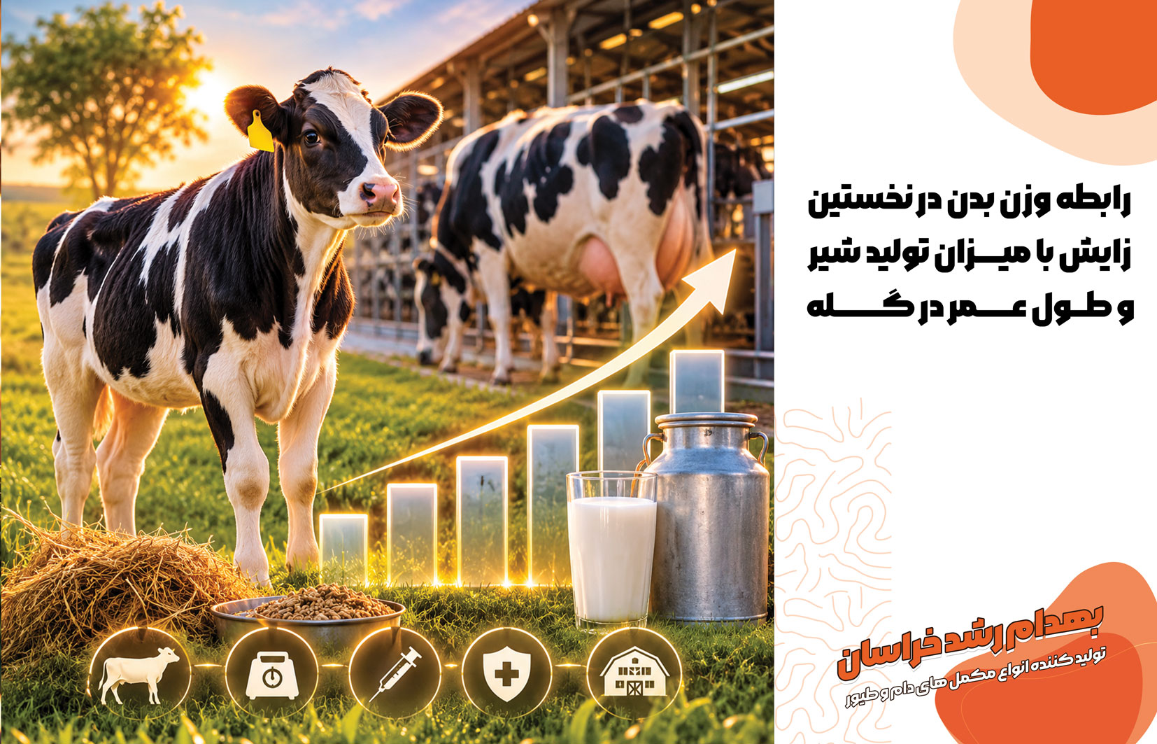 طول عمر اقتصادی گاو شیری مدیریت تولیدمثل گاو جیرهنویسی تلیسه
