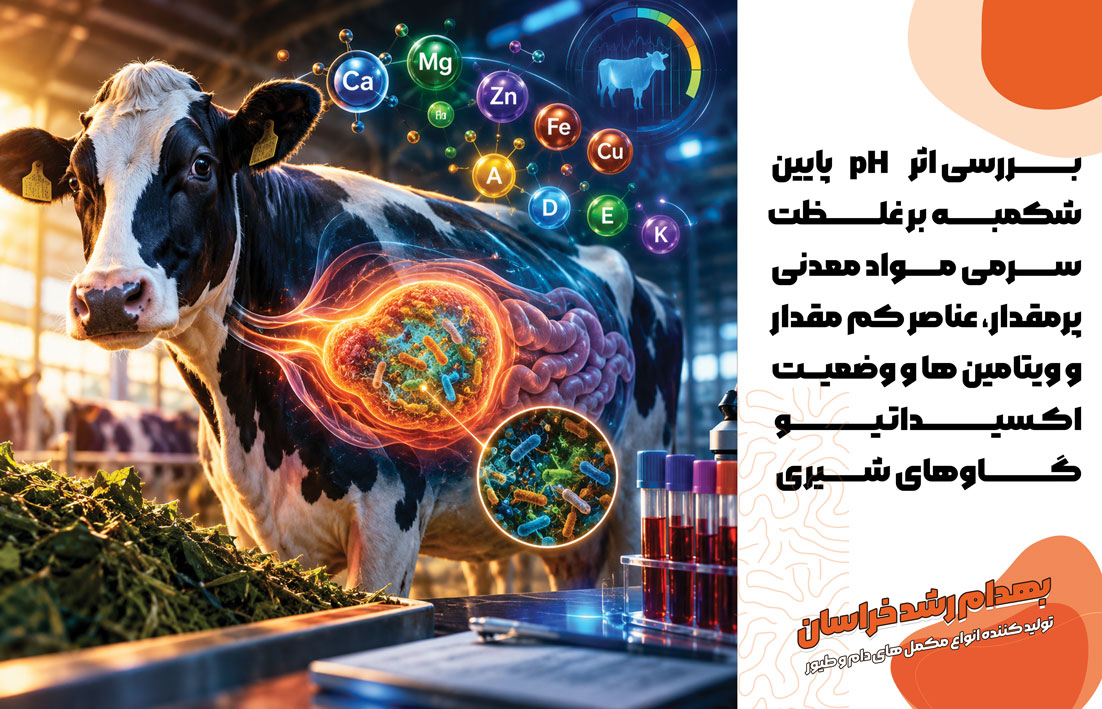 بررسی نتایج یک مطالعه جدید درباره ارتباط pH پایین شکمبه با مس، سایر مواد معدنی، ویتامینهای A، D، E و K و سلامت گاوهای شیری.