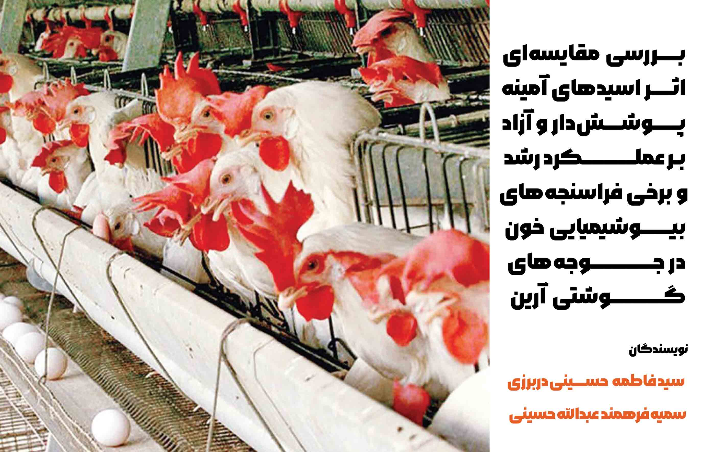بررسی مقایسه‌ای اثر اسیدهای آمینه پوشش‌دار و آزاد بر عملکرد رشد و برخی فراسنجه‌های بیوشیمیایی خون و تیتر آنتی‌بادی‌های آنفولانزا و نیوکاسل در جوجه‌‌های گوشتی آرین
