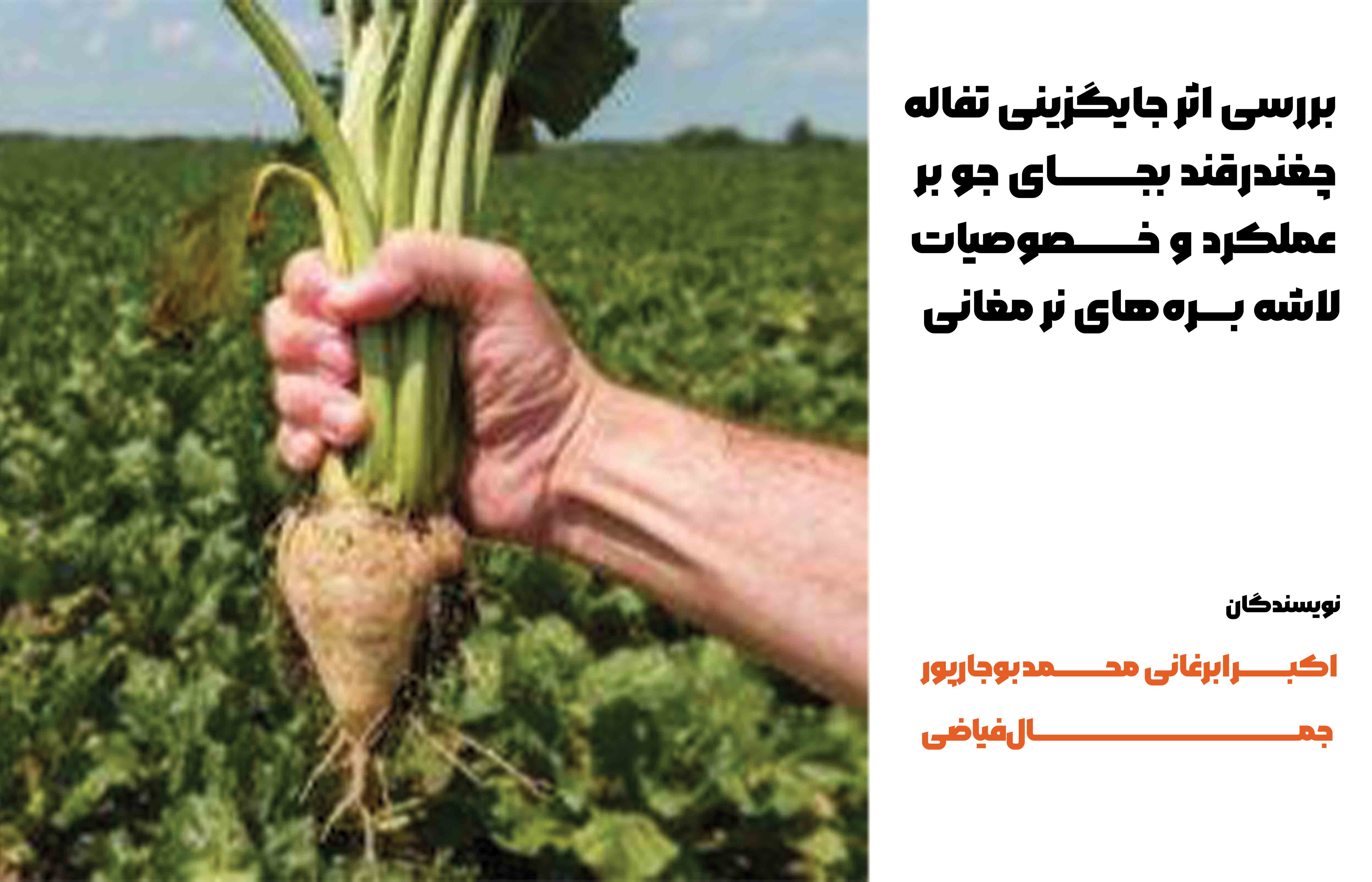 بررسی اثر جایگزینی تفاله چغندر‌قند بجای جو بر عملکرد و خصوصیات لاشه بره‌های نر مغانی
