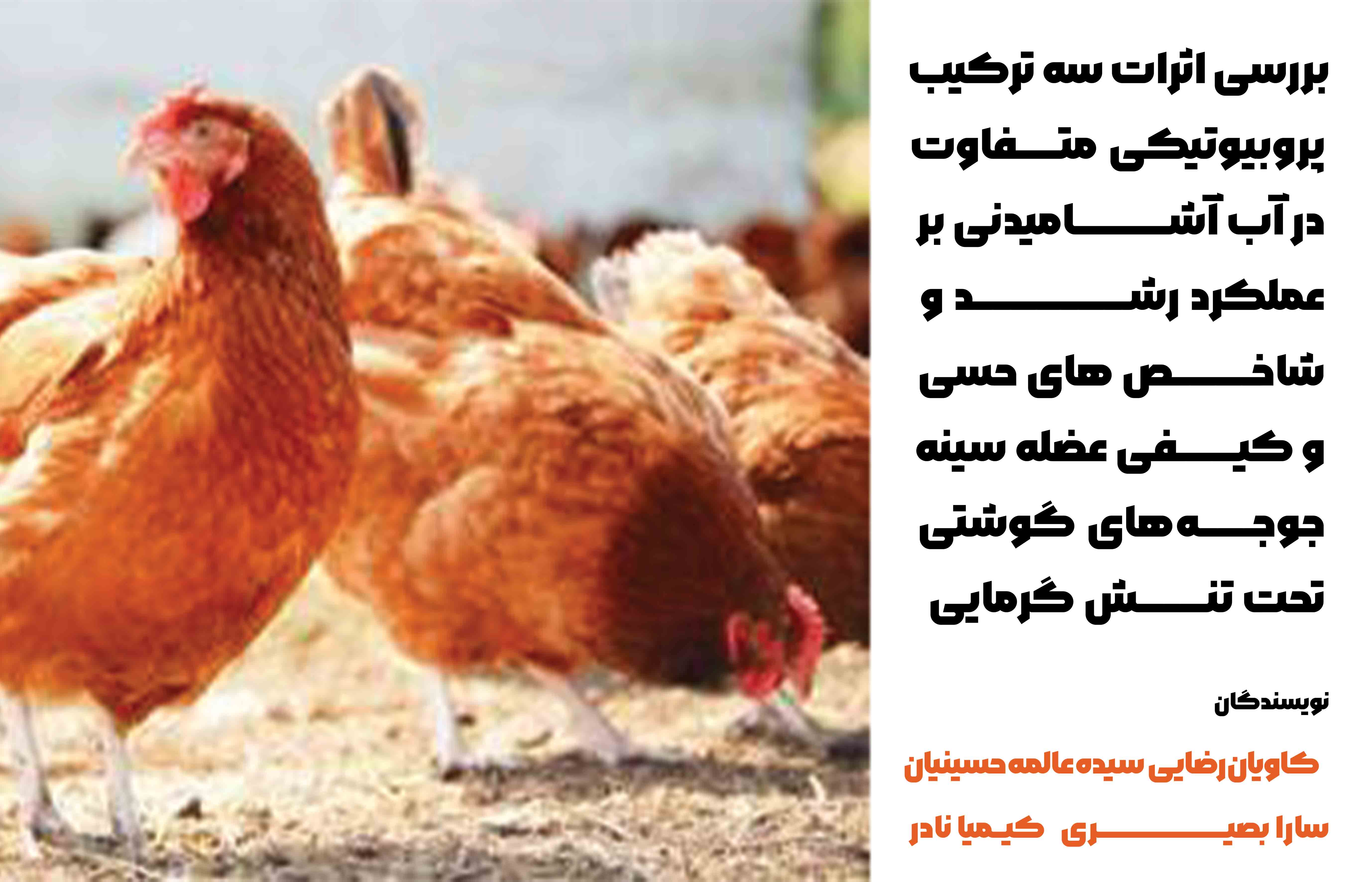 بررسی اثر سه نوع پروبیوتیک بر عملکرد رشد، شاخص های حسی و کیفی عضله ‎سینه در جوجه های گوشتی در شرایط تنش گرمایی مزمن