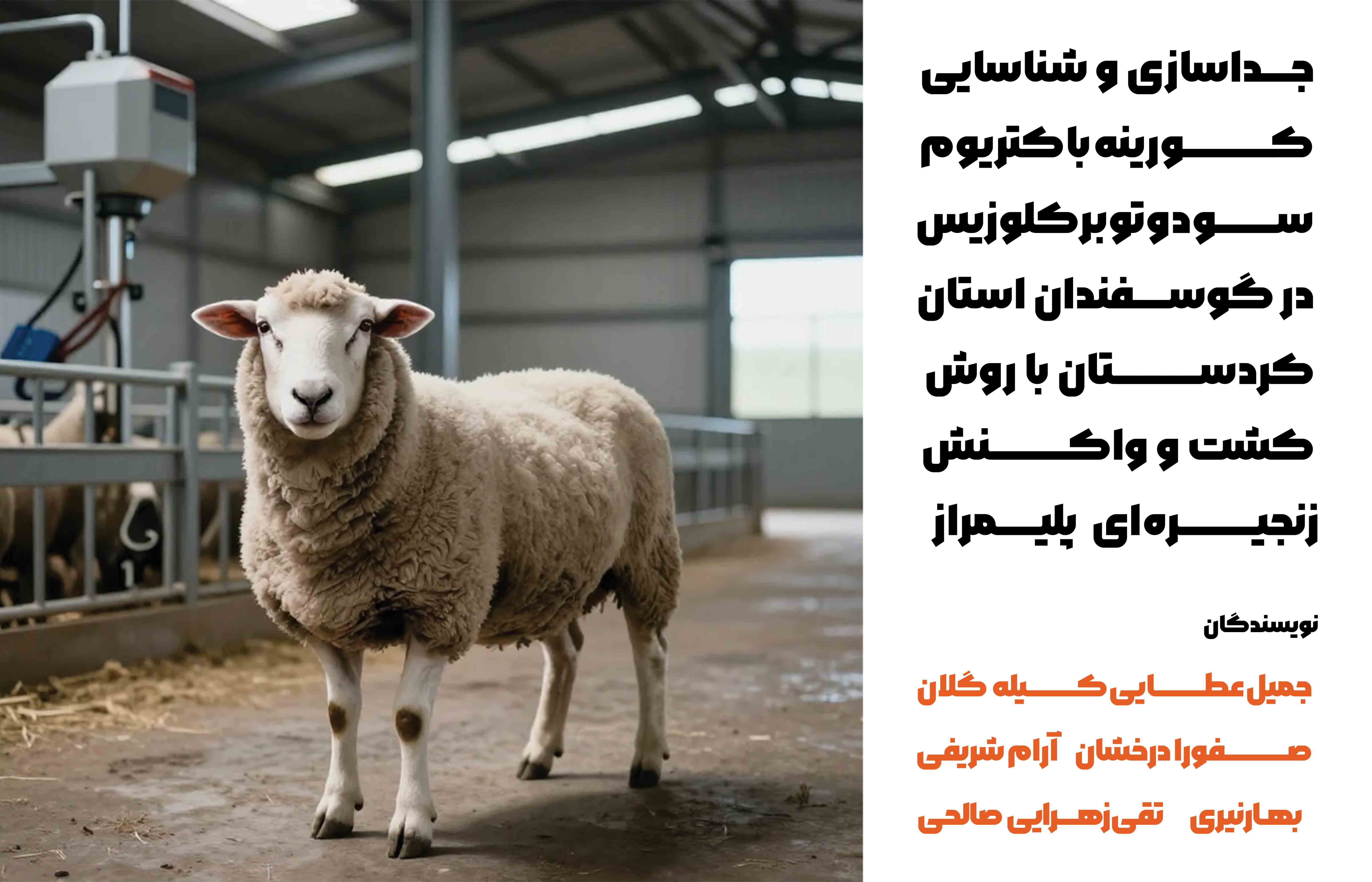 جداسازی و شناسایی کورینه‌باکتریوم سودوتوبرکلوزیس در گوسفندان استان کردستان با روش کشت و واکنش زنجیره‌ای پلیمراز و تعیین مقاومت آنتی‌بیوتیکی آن‌ها