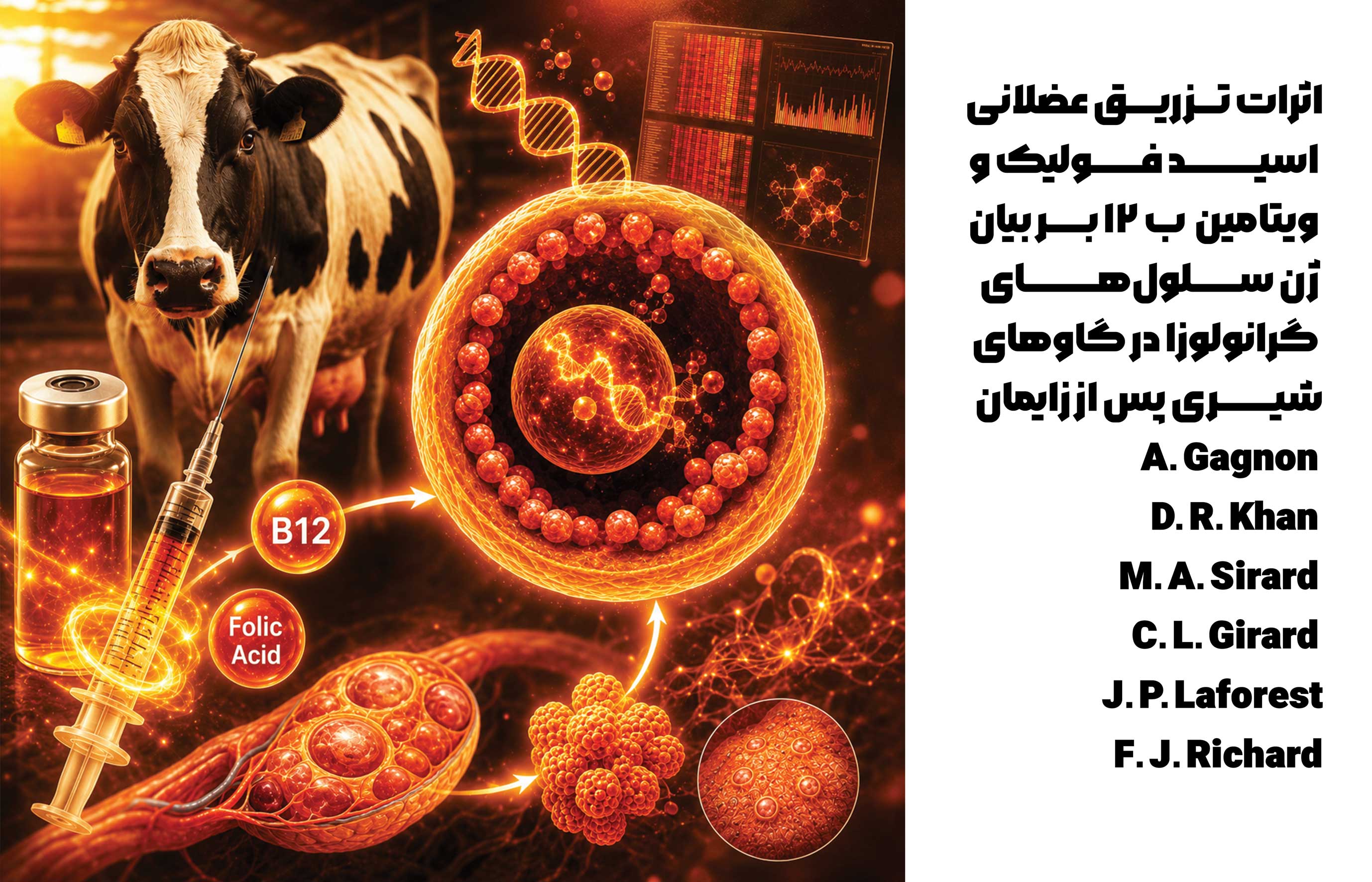 مکمل ترکیبی اسید فولیک و ویتامین B12 باعث افزایش تولید شیر، لاکتوز، پروتئین خام و قند کل در شیر گاوها در اوایل شیردهی شد و تمایل به افزایش جریان گلوکز کل بدن داشت