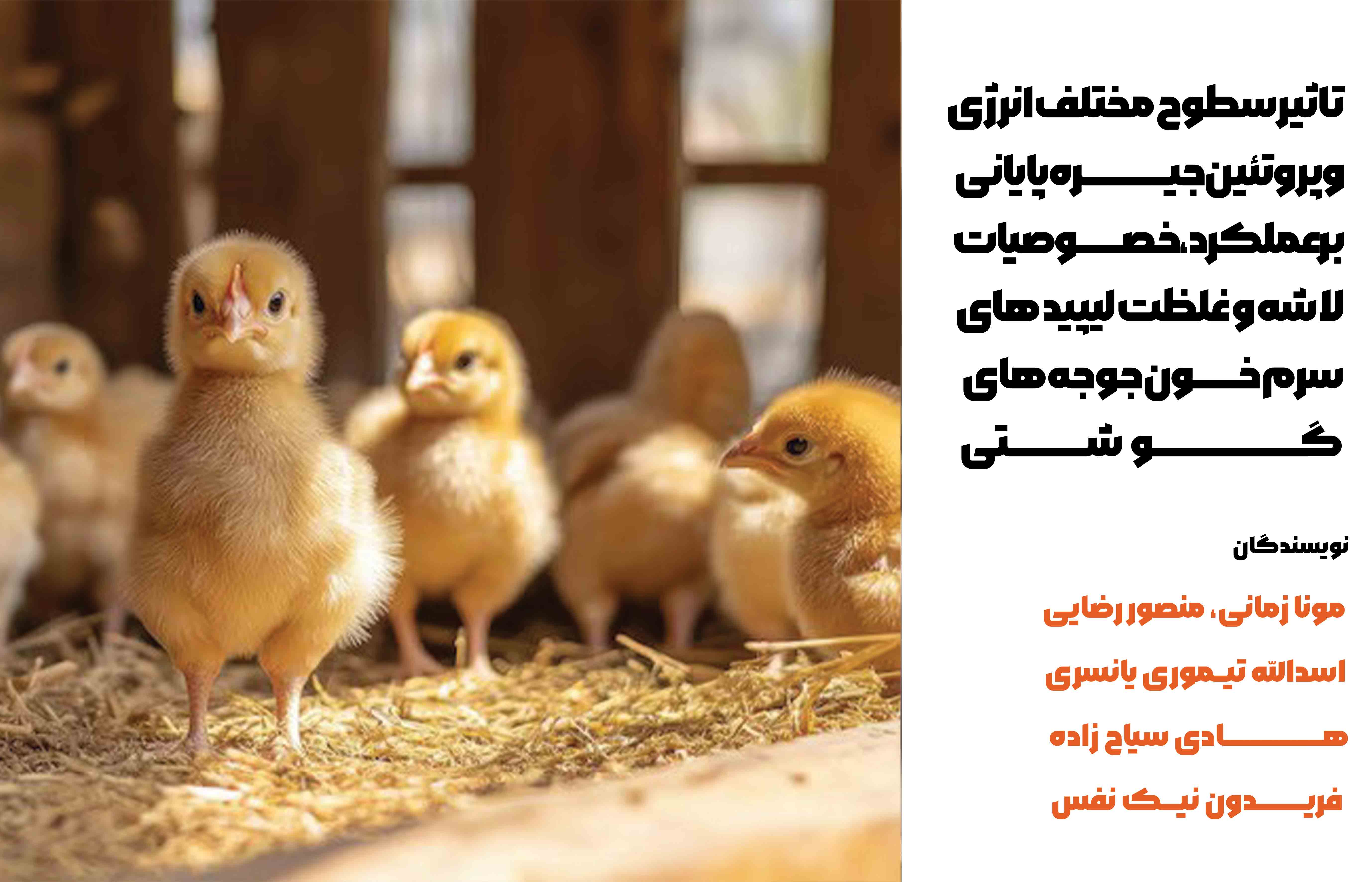 نتایج نشان داد که افزایش انرژی قابل متابولیسم جیره سبب کاهش معنی دار مقدار خوراک مصرفی شد (05/0P<)، مقدار افزایش وزن و ضریب تبدیل غذایی نیز به طور معنی دار بهبود یافت (01/0P<)، همچنین مقدار انرژی و پروتئین دریافتی به طور معنی دار افزایش و نسبت راندمان پروتئین کاهش یافت (01/0P<). کاهش معنی دار غلظت VLDL سرم خون با افزایش سطح انرژی جیره از 2700 به 3300 کیلوکالری در کیلوگرم مشاهده شد (05/0P<).