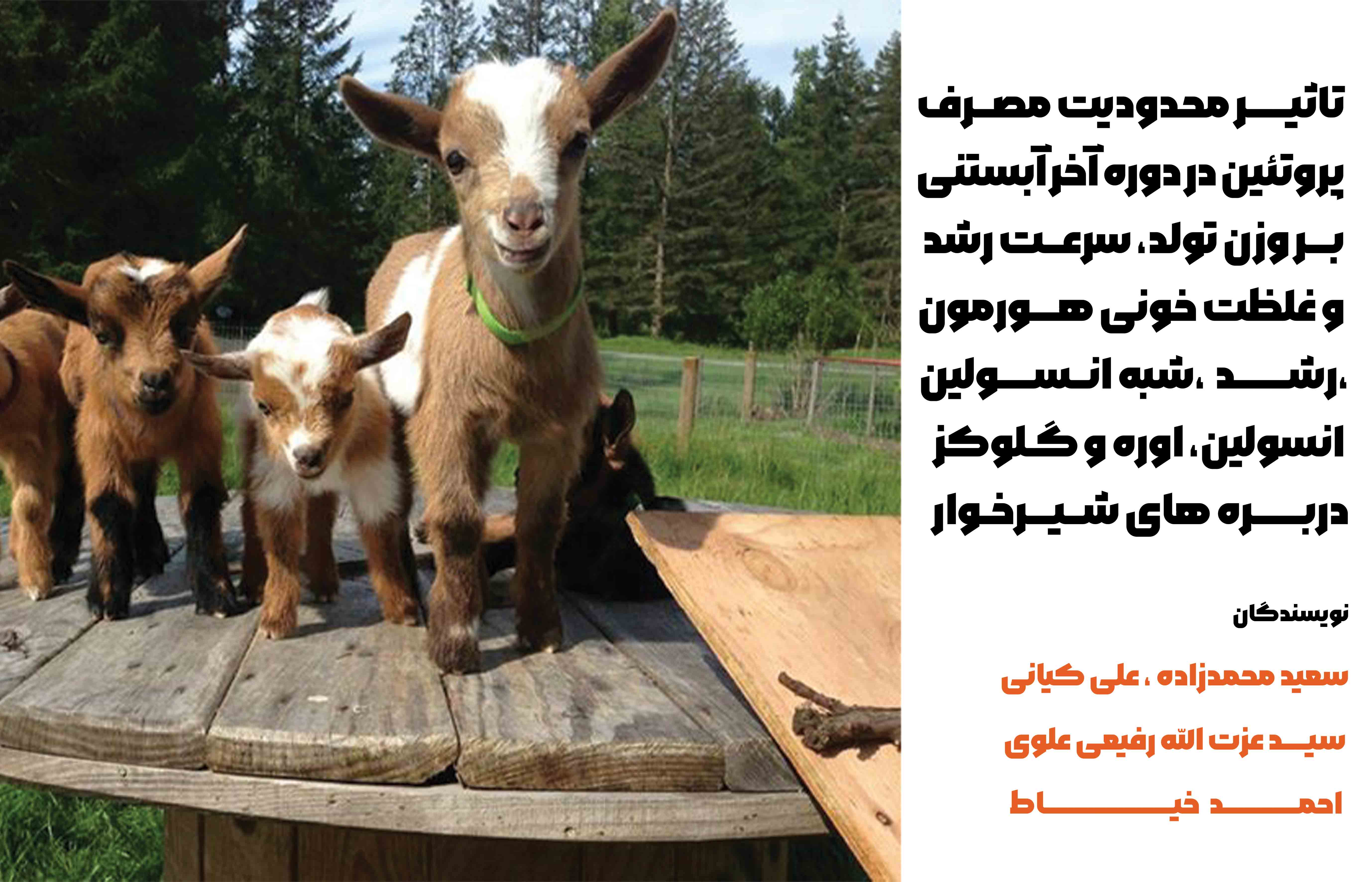 بعد از زایمان تغذیه همه میش ها با جیره یکسان و بدون محدودیت انجام گرفت. وزن تولد بر ه ها و صفات مرفولوژیکی (دور سر، طول بدن، ارتفاع از جدوگاه) در روز تولد و همچنین افزایش وزن روزانه و ضریب تبدیل غذایی تا یک سن یک ماهگی اندازه گیری شد. درروز تولد و در سنین چهار، ده و پانزده روزگی نمونه های خونی از سیاهرگ وداج بره ها گرفته شد و پلاسمای خون جدا و برای هورمون رشد شبه- انسولین-1، هورمون انسولین، اوره و گلوکز آنالیز شد. 